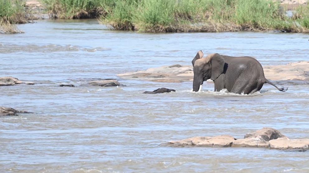 Drama am Fluss: Rettung eines Elefanten-Babys
