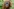 Klimawandel und Bedrohung des Tapanuli-Orang-Utans