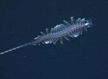 31 neue Arten in der Tiefsee entdeckt