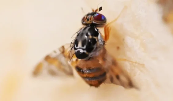 Die Bedrohung der Mittelmeerfruchtfliege