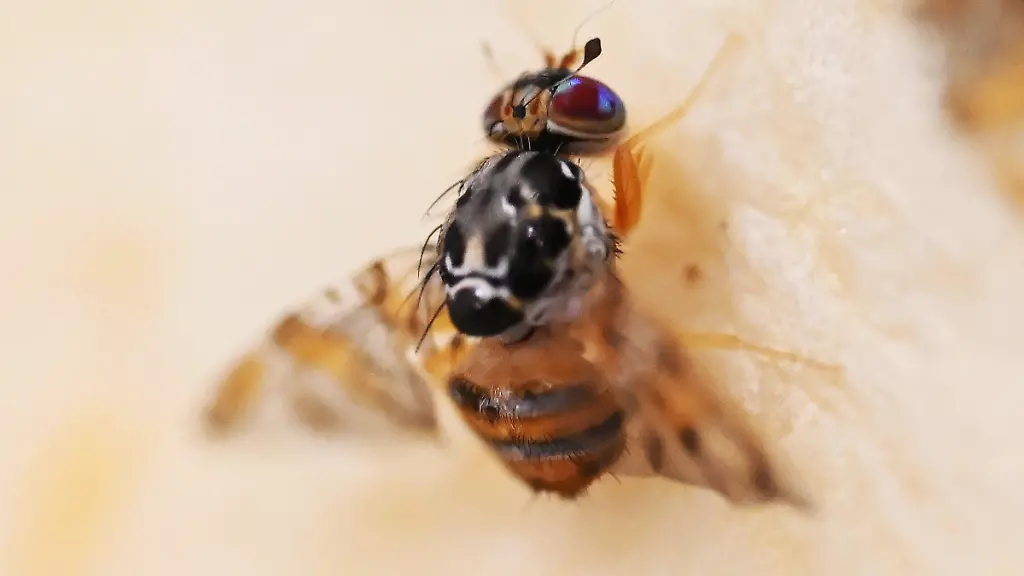 Die Bedrohung der Mittelmeerfruchtfliege