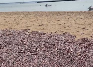 Tausende tote Tintenfische an einem Strand in Provincetown