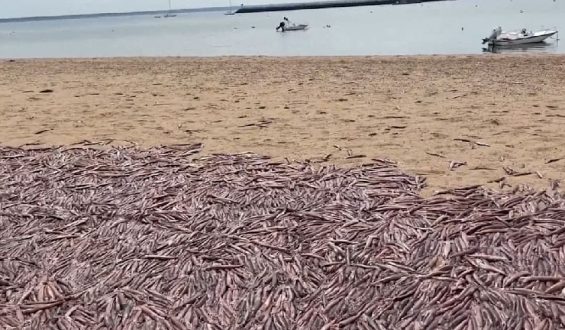 Tausende tote Tintenfische an einem Strand in Provincetown
