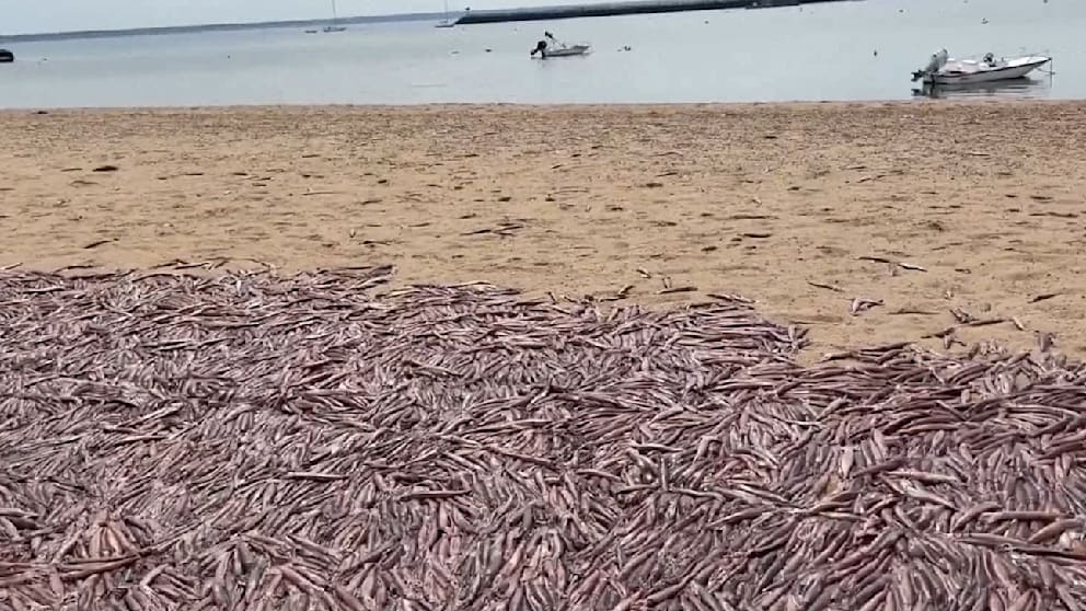 Tausende tote Tintenfische an einem Strand in Provincetown