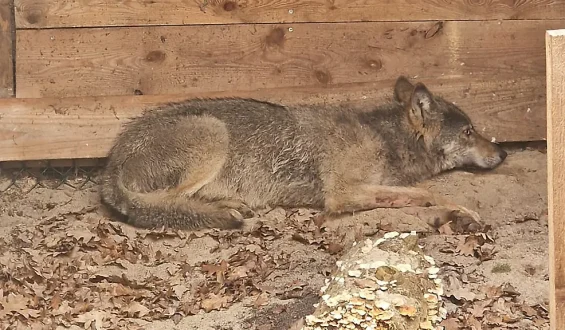 Hamburger Wolf vermutlich tot: Vorfall sorgt für bundesweite Aufmerksamkeit