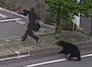 Bärenangriff in Fukushima: Vier Verletzte