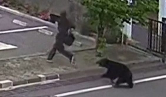 Bärenangriff in Fukushima: Vier Verletzte