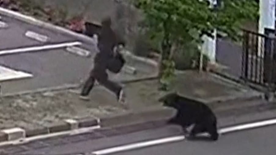 Bärenangriff in Fukushima: Vier Verletzte
