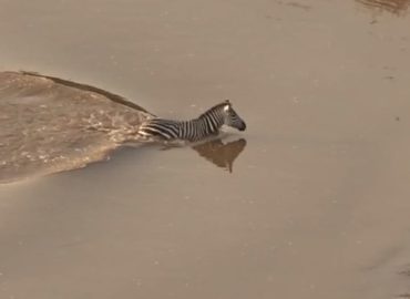 Natur kennt keine Gnade: Zebra entkommt Krokodilen – und wird doch zur Beute