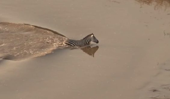 Natur kennt keine Gnade: Zebra entkommt Krokodilen – und wird doch zur Beute
