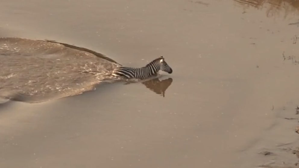 Natur kennt keine Gnade: Zebra entkommt Krokodilen – und wird doch zur Beute