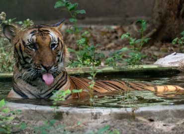 Diskussion um das Nationaltier Indiens: Tiger versus Kuh