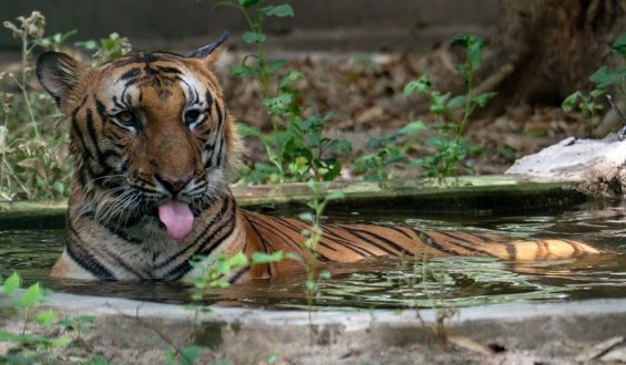 Diskussion um das Nationaltier Indiens: Tiger versus Kuh