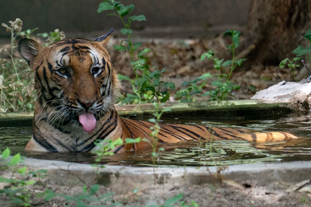 Diskussion um das Nationaltier Indiens: Tiger versus Kuh