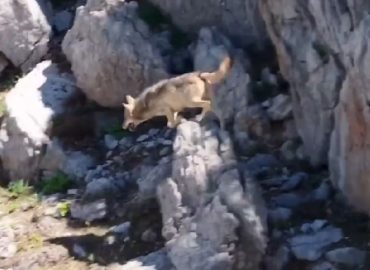 Drohne filmt Wolfsjagd auf Ziege in der Türkei