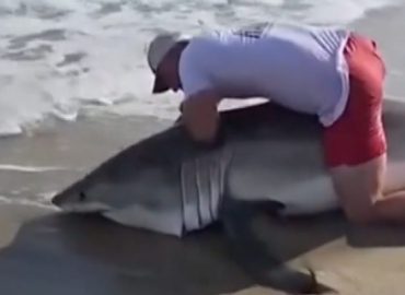 Angler fängt versehentlich Weißen Hai in Massachusetts
