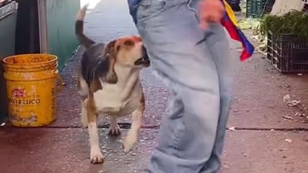 Hund setzt unerwarteten Schnapper: Genervt von ständigem Schwanzgewackel