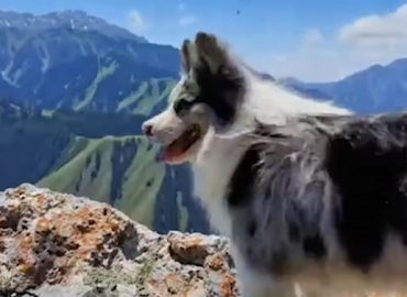Hund mit Millionen Followern in China tragisch getötet