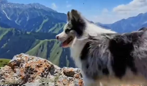 Hund mit Millionen Followern in China tragisch getötet