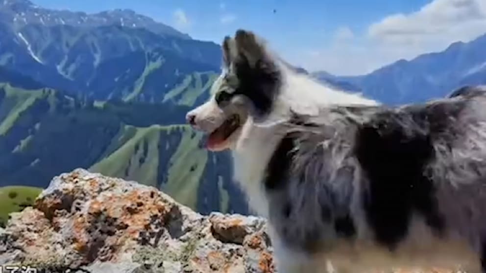 Hund mit Millionen Followern in China tragisch getötet