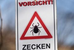 Ernte und Verwendung von Holunderblüten: Tipps von Franzi Schweiger