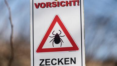 Ernte und Verwendung von Holunderblüten: Tipps von Franzi Schweiger
