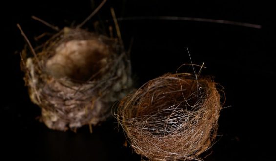 Vogelnester aus Glasfaserkabeln in Kyjiw: Soldaten und die Auswirkungen des Krieges auf die Umwelt