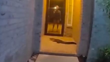 Mann gefangen im Haus: Alligator blockiert den Ausgang