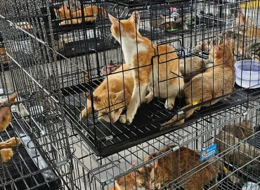Vietnamesische Polizei zerschlägt Netzwerk für illegalen Katzenfleischhandel