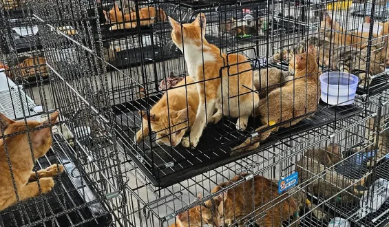 Vietnamesische Polizei zerschlägt Netzwerk für illegalen Katzenfleischhandel