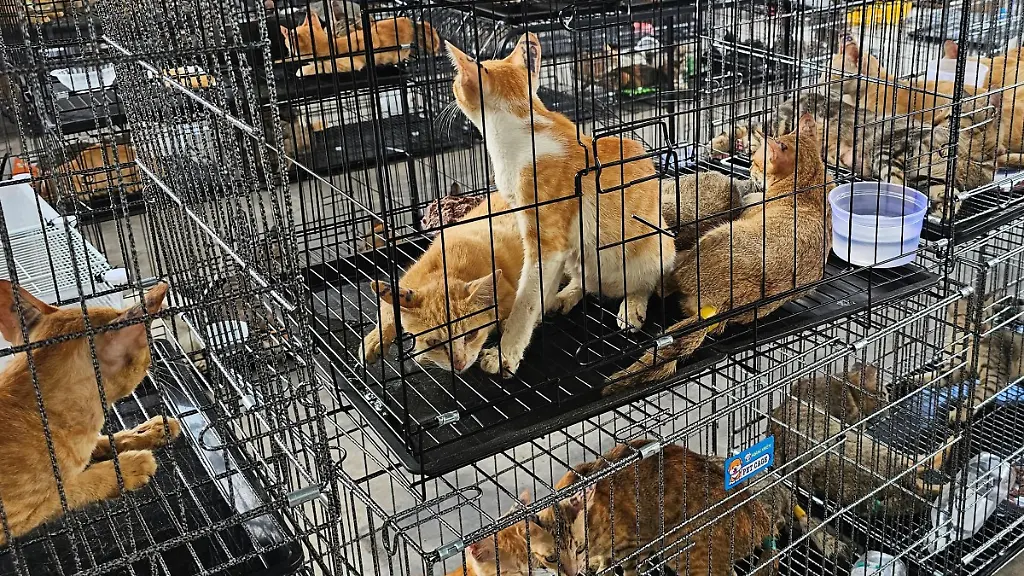 Vietnamesische Polizei zerschlägt Netzwerk für illegalen Katzenfleischhandel