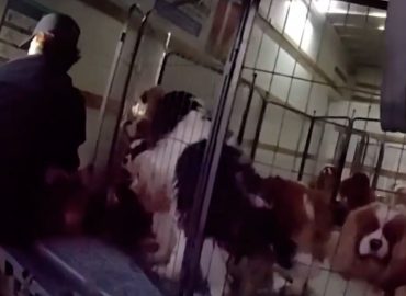 Polizei befreit Hunde aus beengten Verhältnissen
