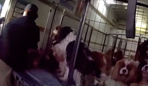 Polizei befreit Hunde aus beengten Verhältnissen
