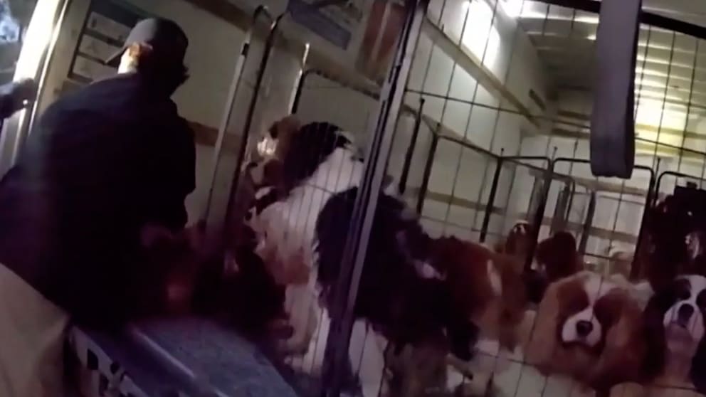 Polizei befreit Hunde aus beengten Verhältnissen