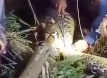 Tragödie durch Netzpython auf indonesischer Insel