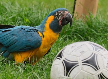 Prognose für Deutschlands WM-Auftaktspiel