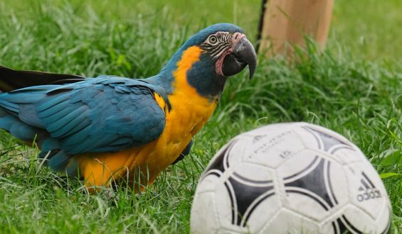 Prognose für Deutschlands WM-Auftaktspiel