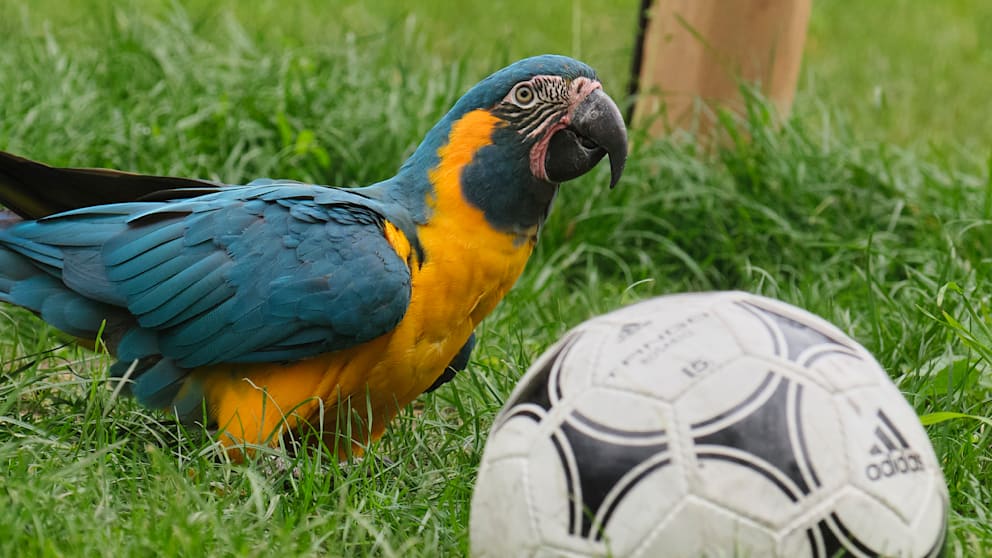 Prognose für Deutschlands WM-Auftaktspiel