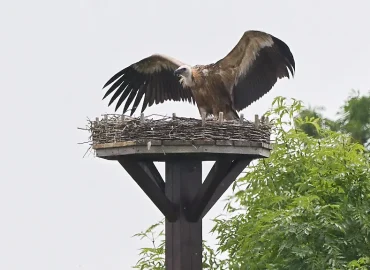 Gänsegeier attackiert Storchennest in Hannover