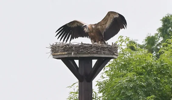 Gänsegeier attackiert Storchennest in Hannover