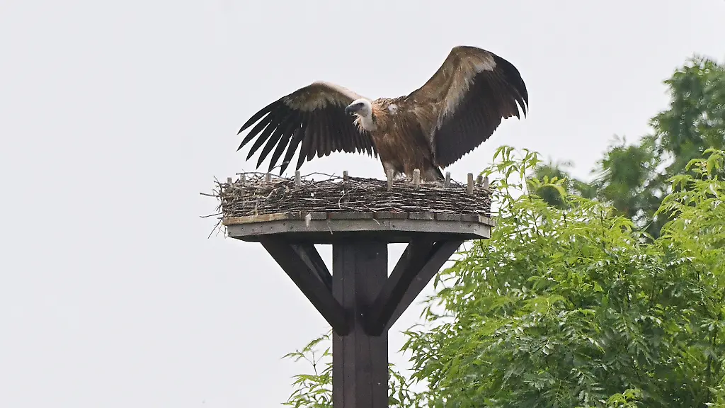 Gänsegeier attackiert Storchennest in Hannover