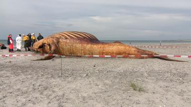 Untersuchung des Buckelwals auf Anholt