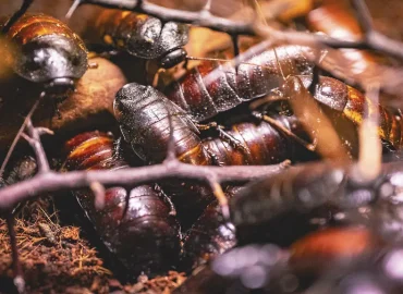 Australische Behörden beschlagnahmen exotische Kakerlaken
