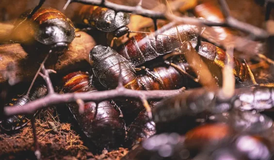 Australische Behörden beschlagnahmen exotische Kakerlaken