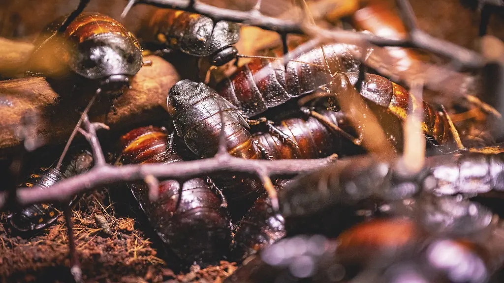 Australische Behörden beschlagnahmen exotische Kakerlaken