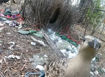 Laubenvögel balzen mit menschlichem Müll