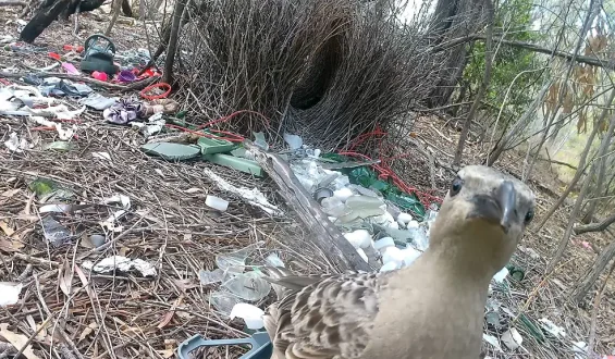 Laubenvögel balzen mit menschlichem Müll