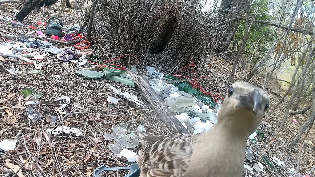 Laubenvögel balzen mit menschlichem Müll