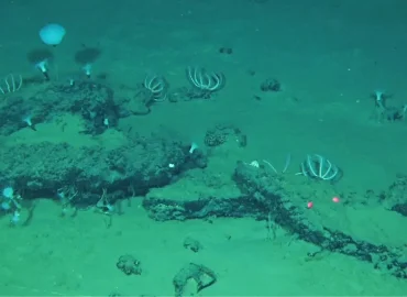 Einzigartige Entdeckung: Gigantischer Walfriedhof in der Tiefsee gefunden