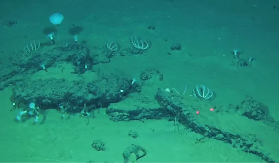 Einzigartige Entdeckung: Gigantischer Walfriedhof in der Tiefsee gefunden